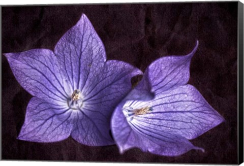 Framed Balloon Flower Print