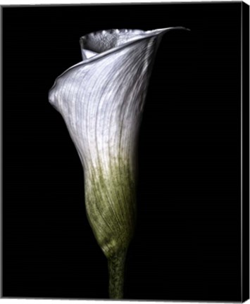 Framed Calla Lily Print