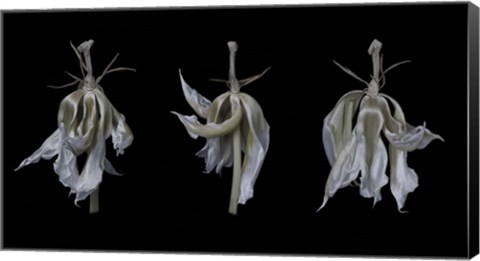 Framed Dancing Iris Print