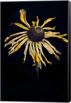 Framed Dried Sunflower Print