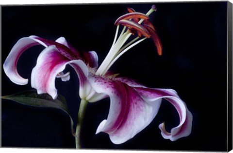 Framed Fancy Pink Lily Print