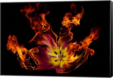 Framed Flaming Tulip Print