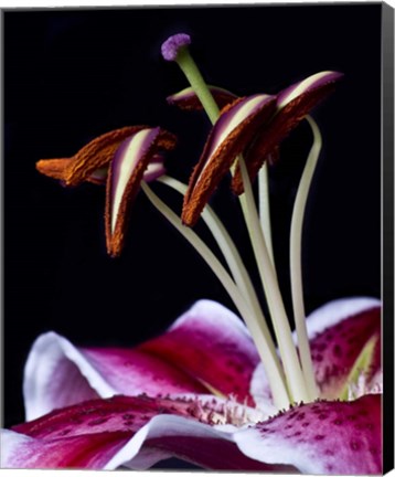 Framed Hot Pink Lily Closeup Print