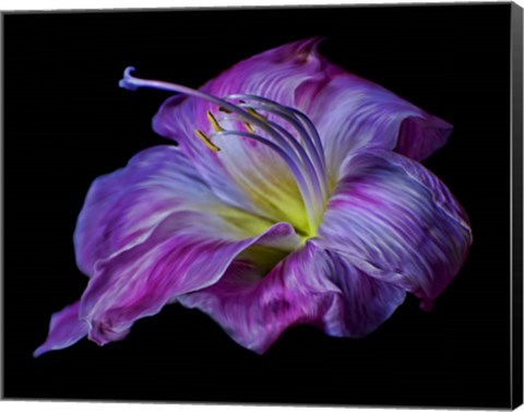 Framed Hot Pink Lily Print