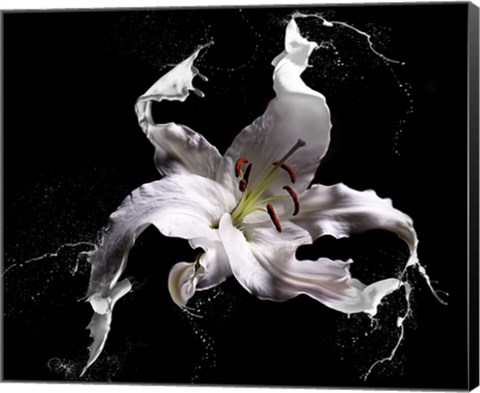 Framed Lily Splash Print