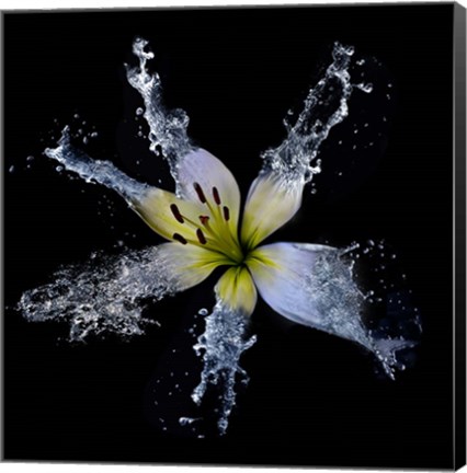 Framed Lily Splish Splash Print