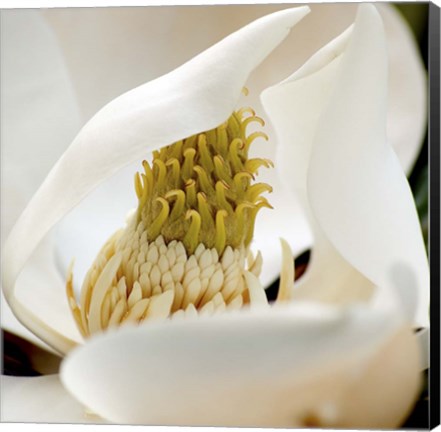 Framed Magnolia Blossom Print