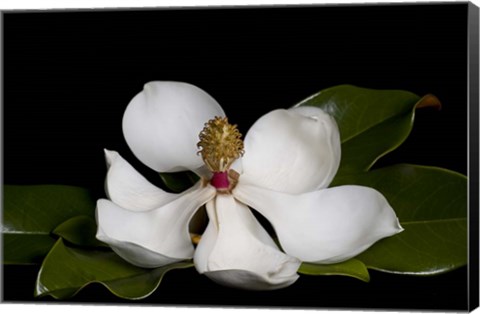 Framed Magnolia Print
