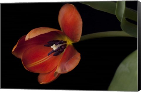 Framed Orange Tulip Print