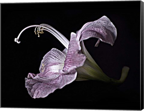 Framed Pale Pink Lily Print