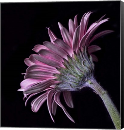 Framed Pink Gerber Daisy Print