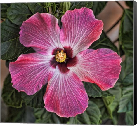 Framed Pink Hibiscus Print