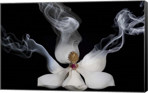 Framed Smoking Magnolia Print