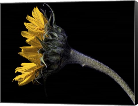 Framed Sunflower Profile Print