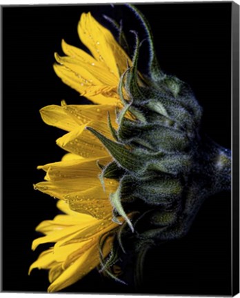 Framed Sunflower Print