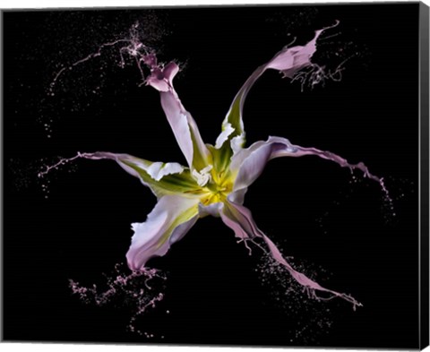 Framed Twirling Tulip Print
