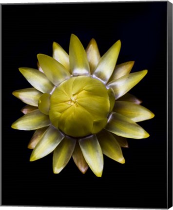 Framed Yellow Straw Flower Print