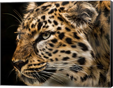 Framed Amur Leopard Copy Print
