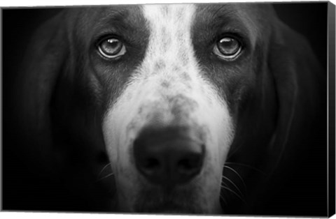 Framed Basset Hound Print