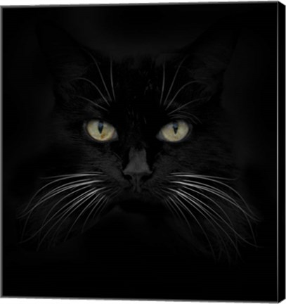 Framed Black Cat Print