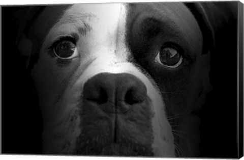 Framed Boxer Pup Print