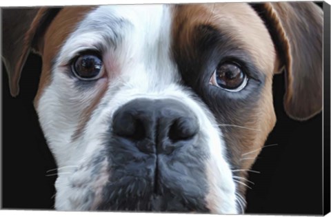 Framed Boxer Print