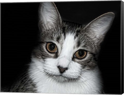 Framed House Cat Print