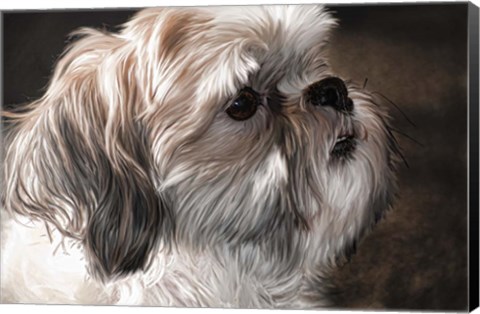 Framed Llahso Apso Print