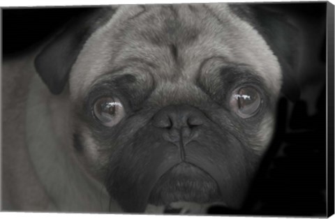 Framed Pug Print