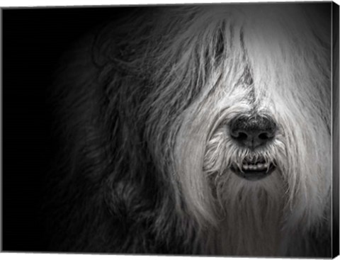Framed Sheepdog Print
