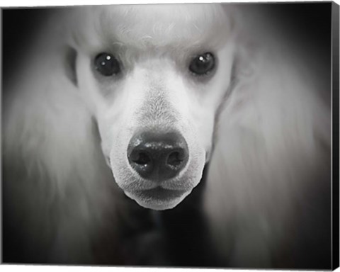 Framed Standard Poodle Print