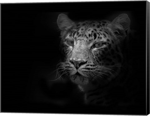Framed Leopard Print