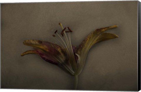 Framed Asiatic Lily Print