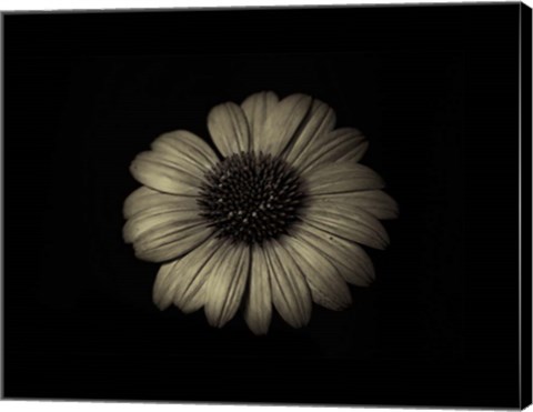 Framed Echinacea Closeup Print