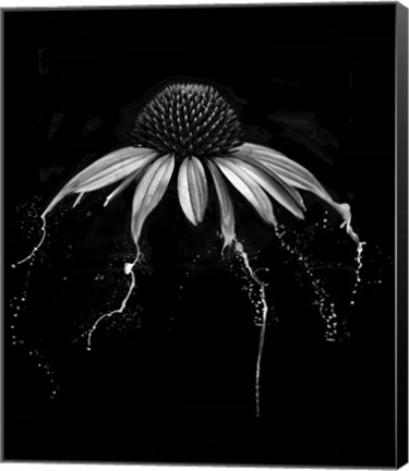 Framed Echinacea Print