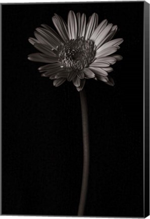 Framed Gerber Daisy Copy Print