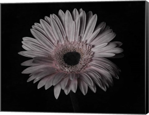 Framed Gerber Daisy Print