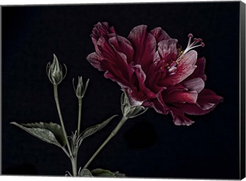 Framed Hibiscus Print