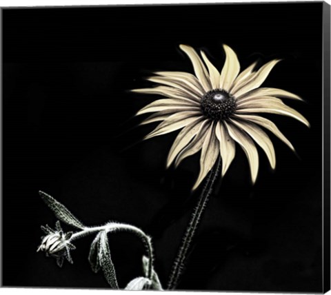Framed Sunflower Copy Print