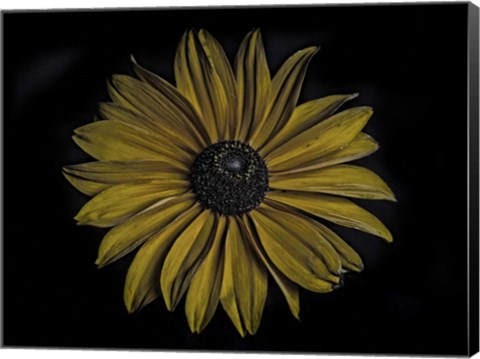 Framed Sunflower Print