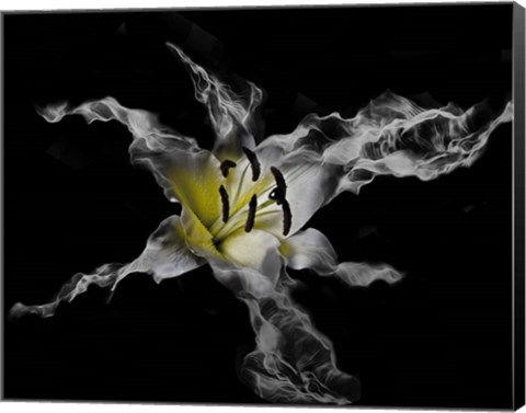 Framed Yellow Lily Print