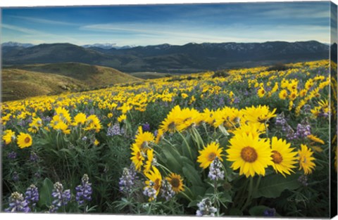 Framed Methow Valley Wildflowers IV Print