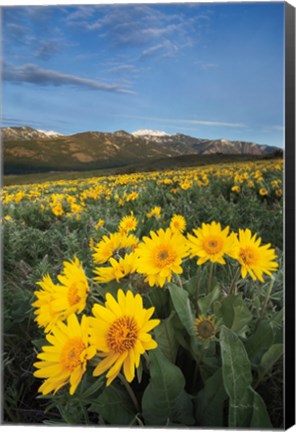 Framed Methow Valley Wildflowers III Print