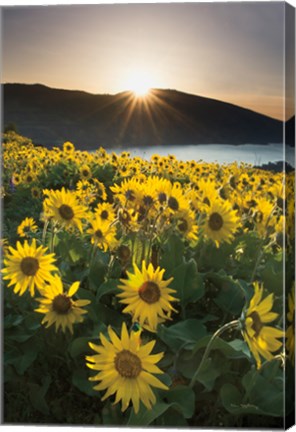 Framed Columbia River Gorge Sunrise Print