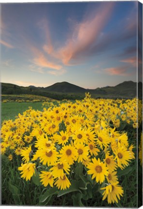 Framed Methow Valley Wildflowers I Print