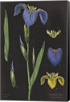 Framed Iris Chart Print