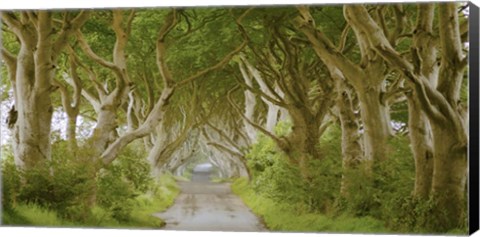 Framed Dark Hedges, Ireland Print