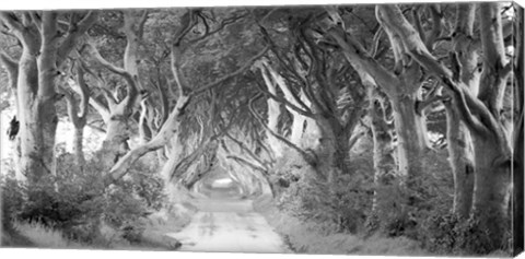 Framed Dark Hedges, Ireland (BW) Print