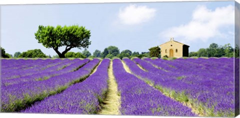 Framed Lavender Fields, France Print