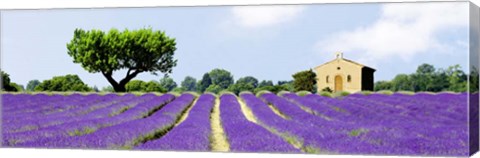 Framed Lavender Fields, France Print